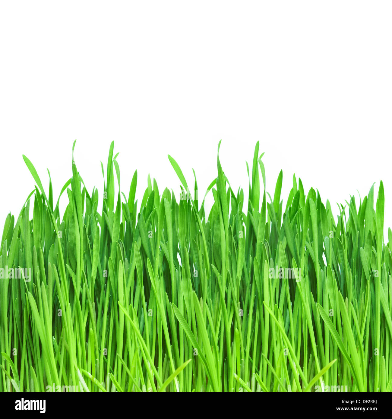 Green grass on a white background Stock Photo - Alamy