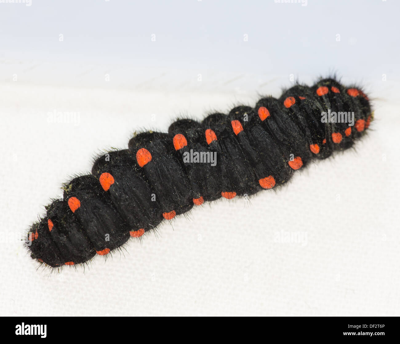 caterpillar insect macro Stock Photo