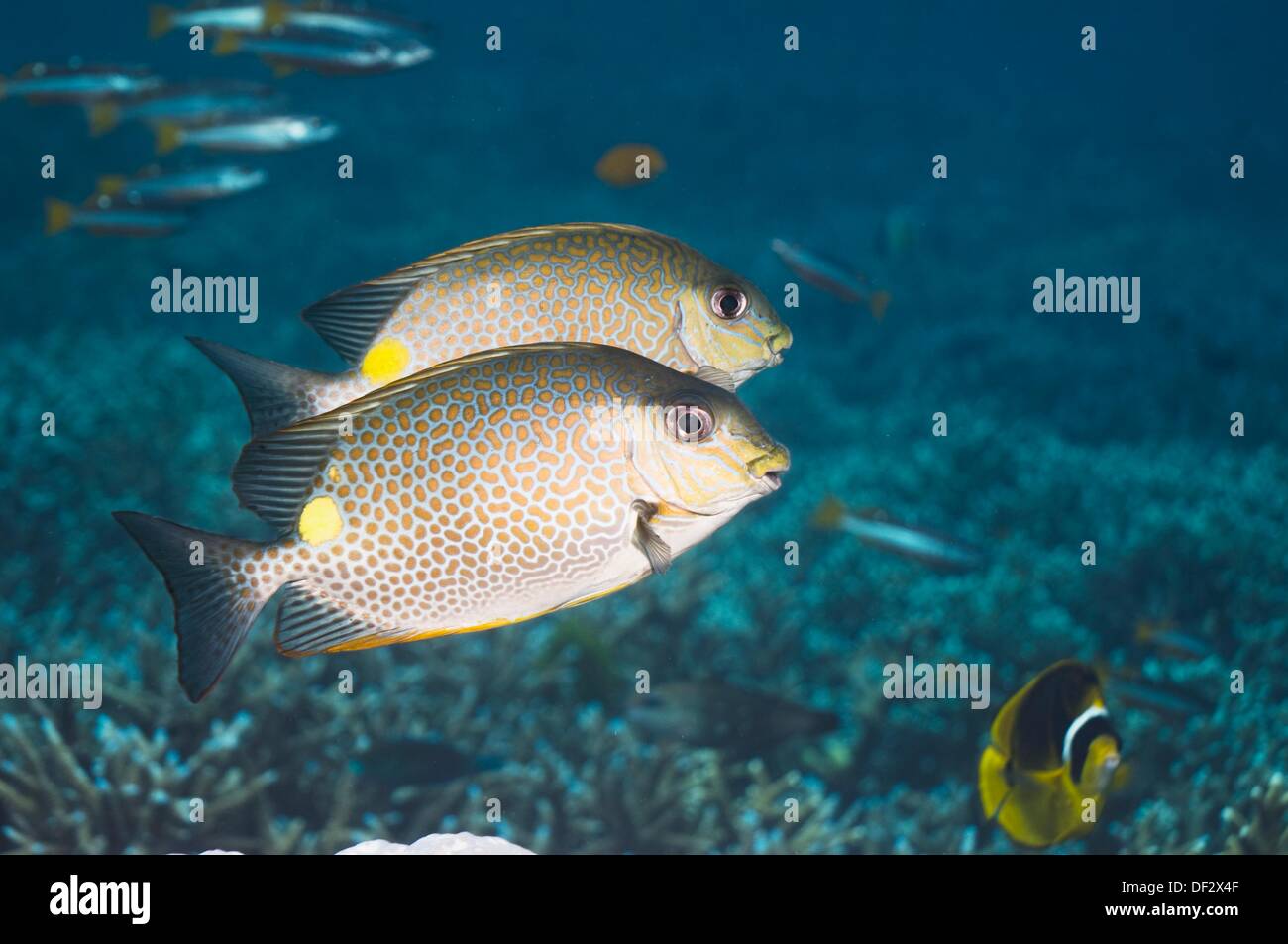 Siganus guttatus hi-res stock photography and images - Alamy