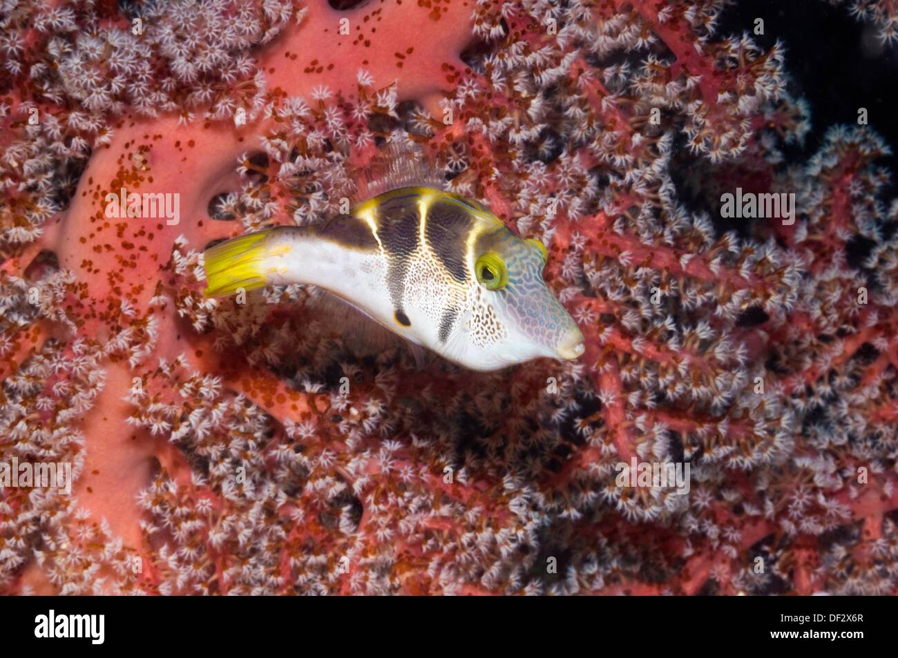 Blacksaddle mimic filefish Paraluteres prionurus swimming past soft coral  Indonesia Stock Photo