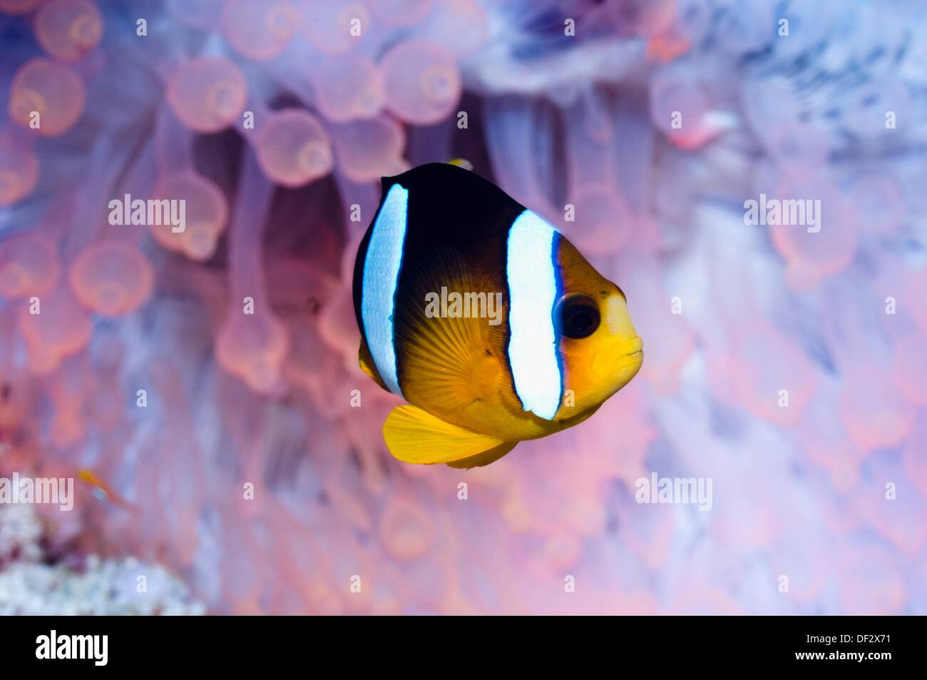 Clark´s anemonefish Amphiprion clarkii in Bubble tip anemone Entacmaea quadricolor  Orange/red fluorescing  The tentacles are Stock Photo