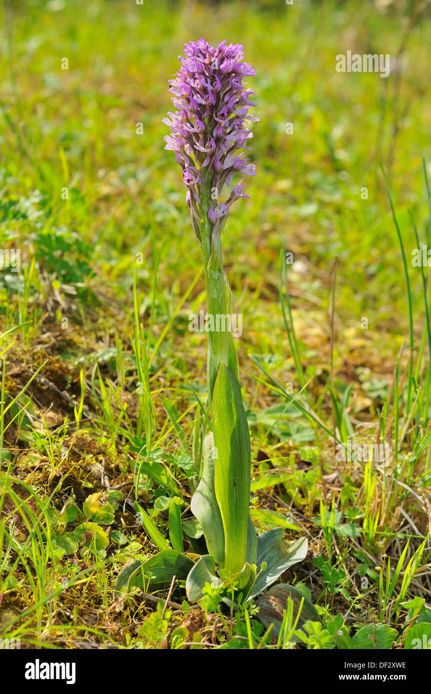 Orchis conica hires stock photography and images Alamy