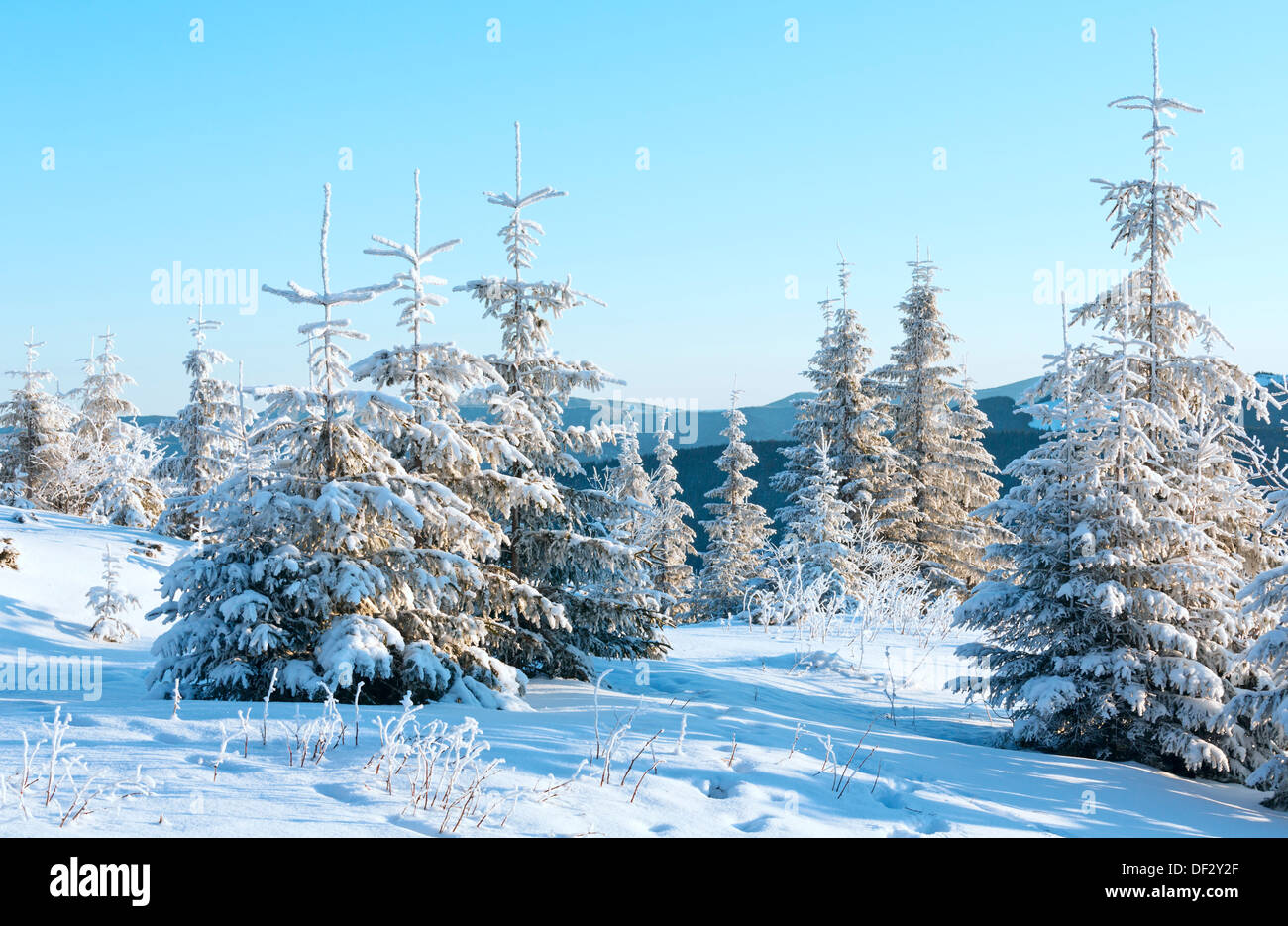 Sunrise and winter mountain landscape with snow covered trees on slope ...