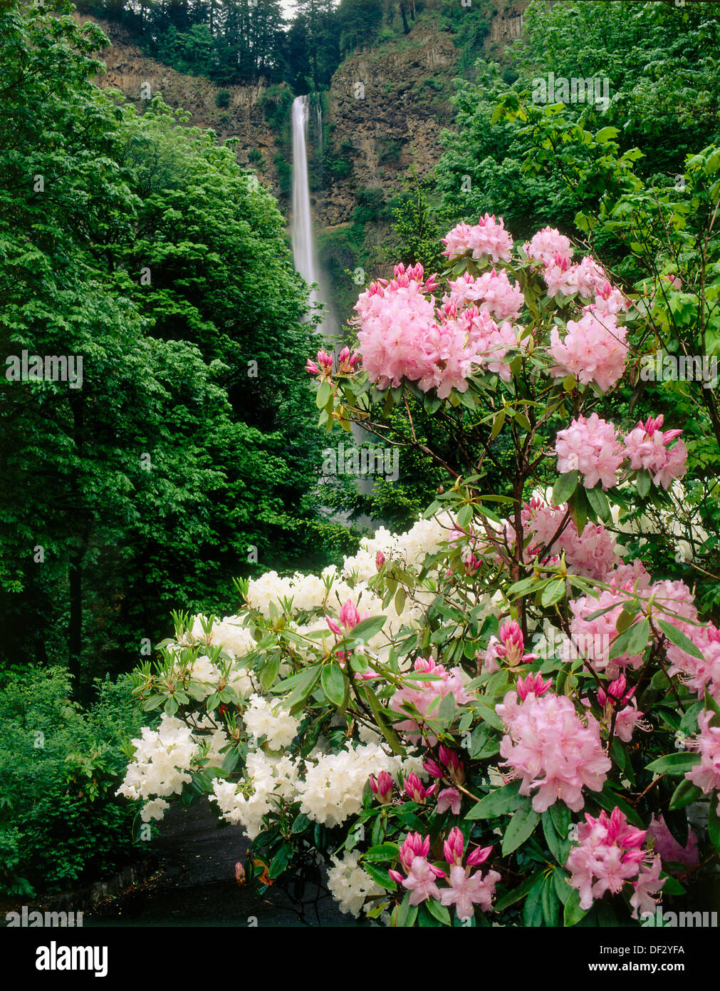 Rhododendrons below Multnomah Falls. Columbia River National