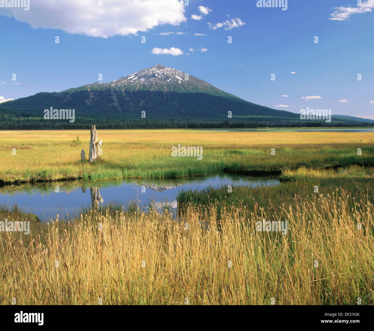Mt. Bachelor reflects in Sparks Lake meadow pond. Deschutes National