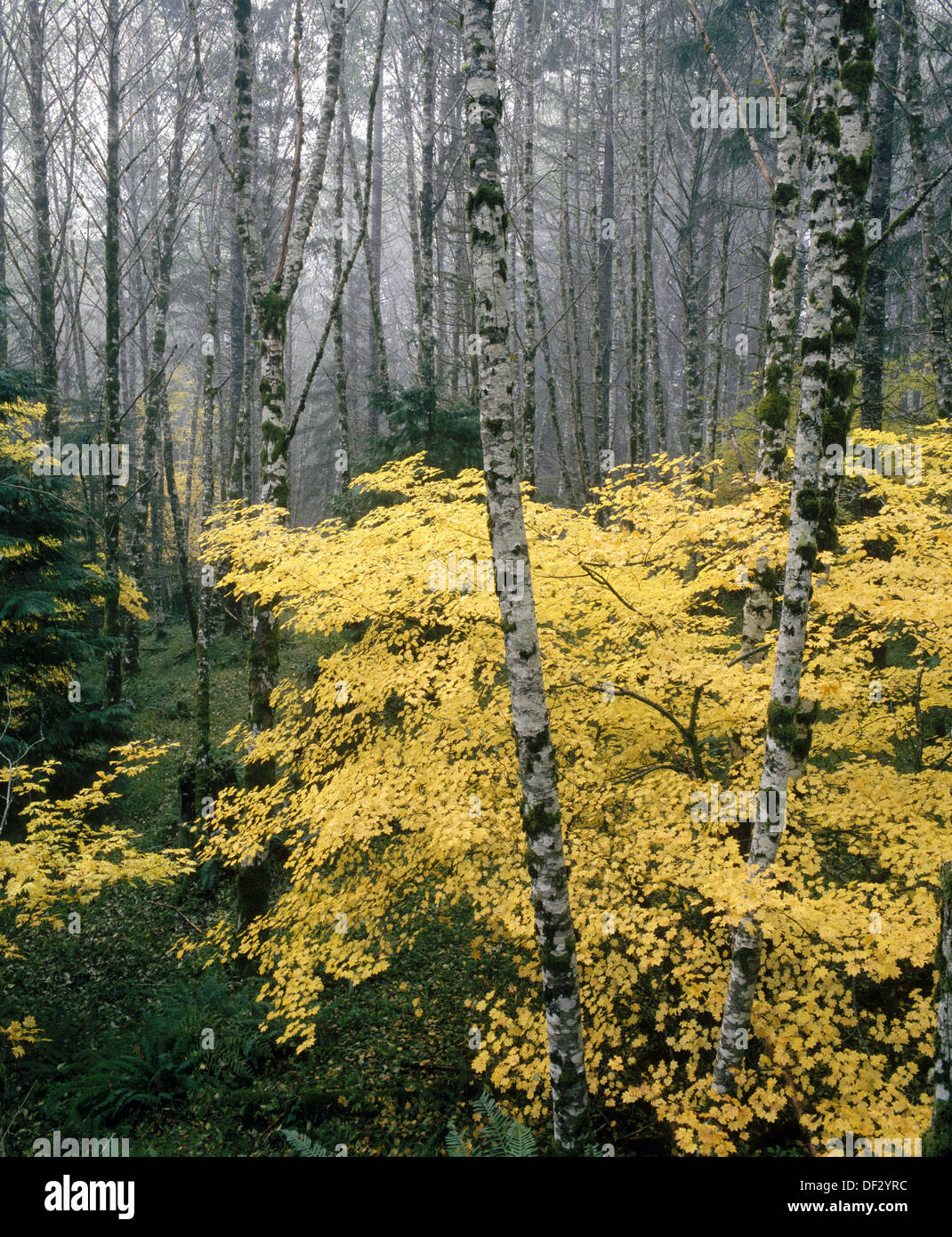 Red alder trees (Alnus rubra) and vine maples (Acer circinatum) Coast