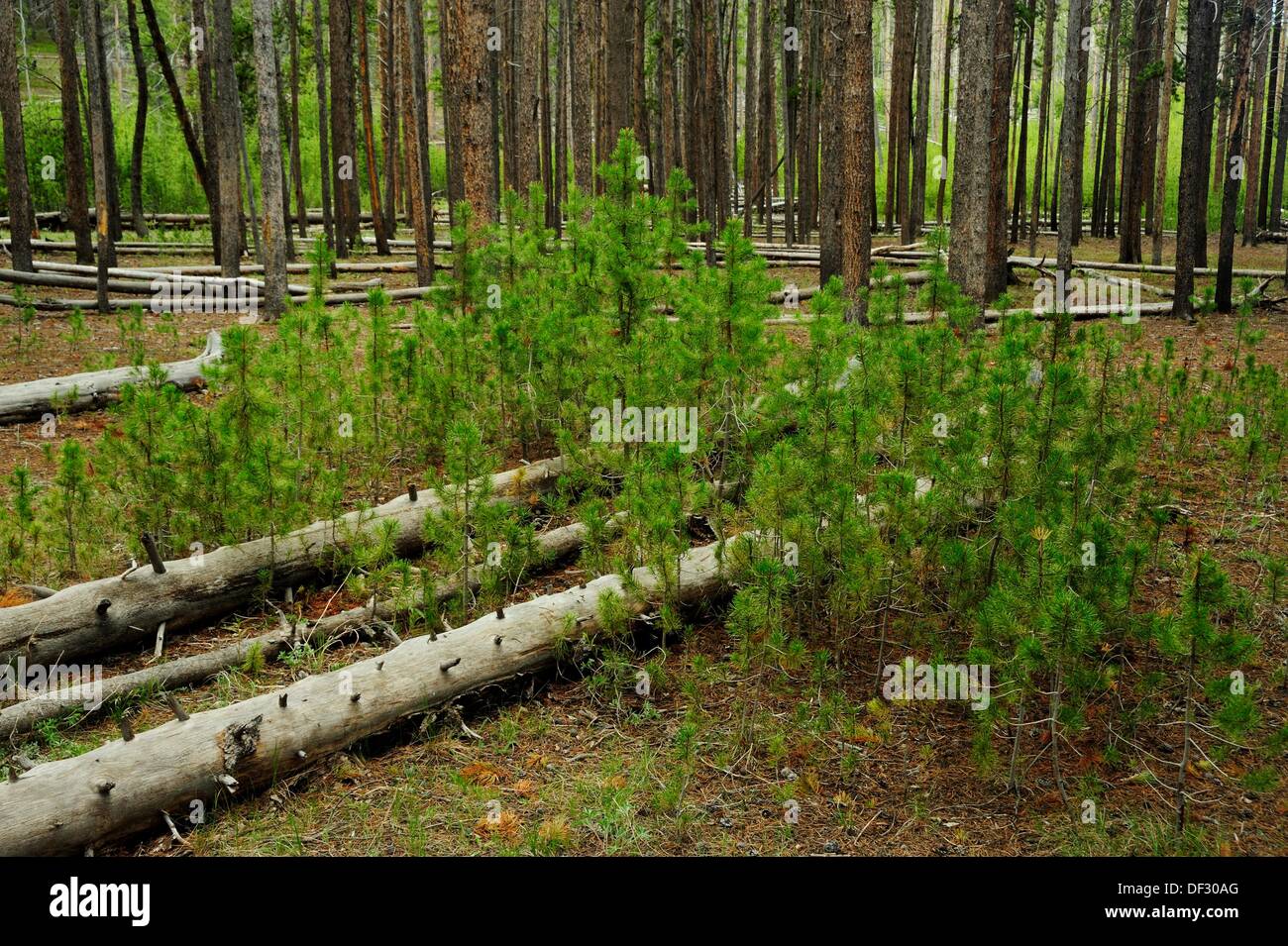 Lodgepole pine seedling hires stock photography and images Alamy