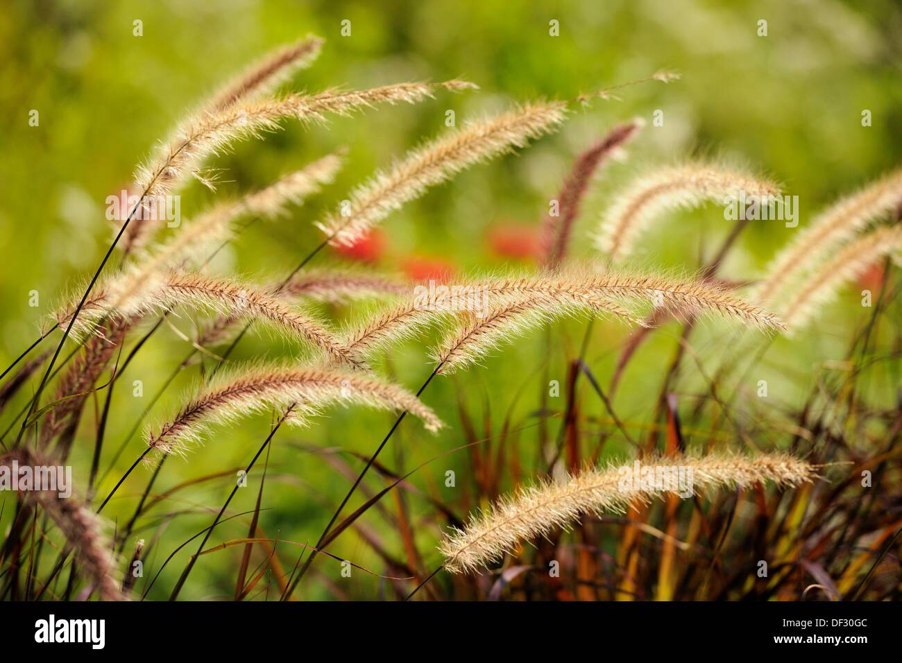 Purple Fountain Grass Pennisetum setaceum 'Rubrum’ Stock Photo Alamy