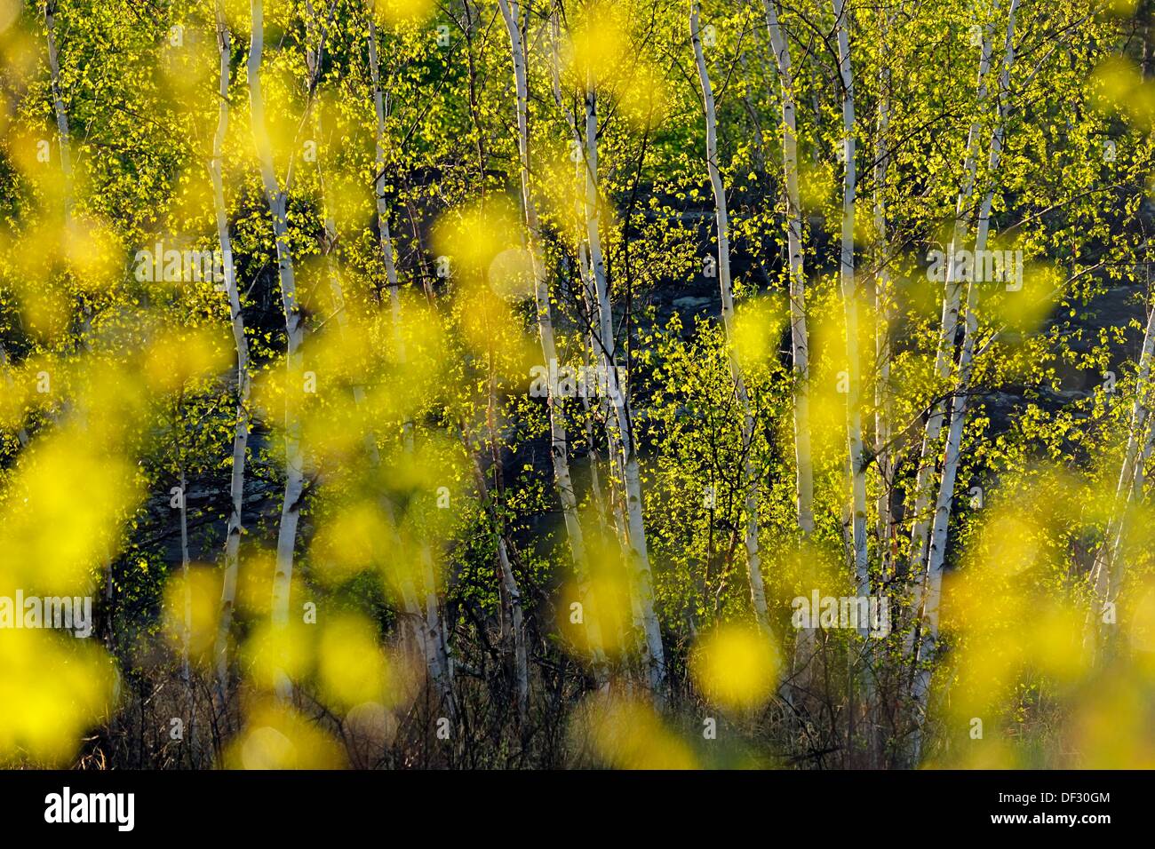 Birch trees and out of focus birch leaves Stock Photo