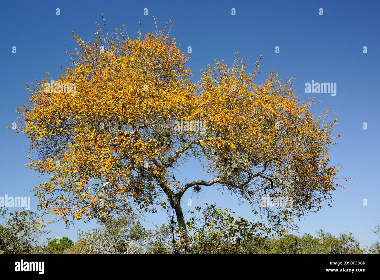 Oak trees in oak scrub ecosystem Stock Photo Alamy