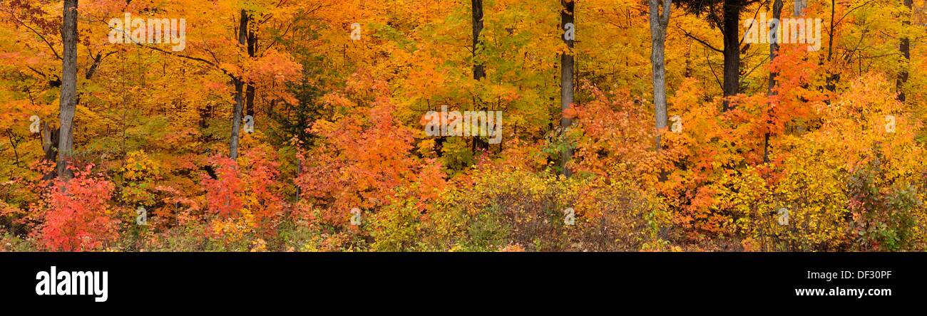 Sugar Maple Forest High Resolution Stock Photography and Images - Alamy