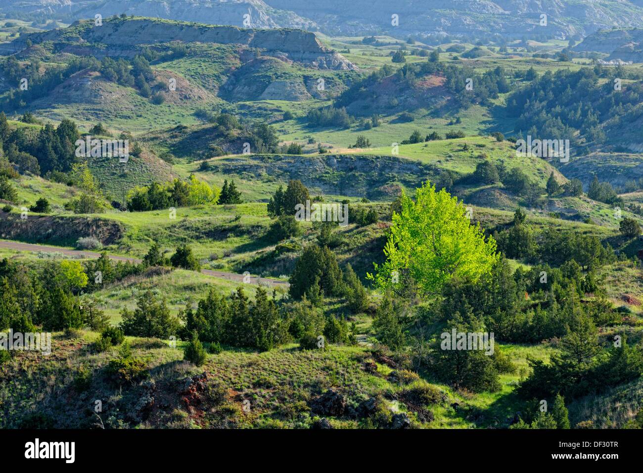 Green ash trees leafing out in badlands/prairie landscape, Theodore