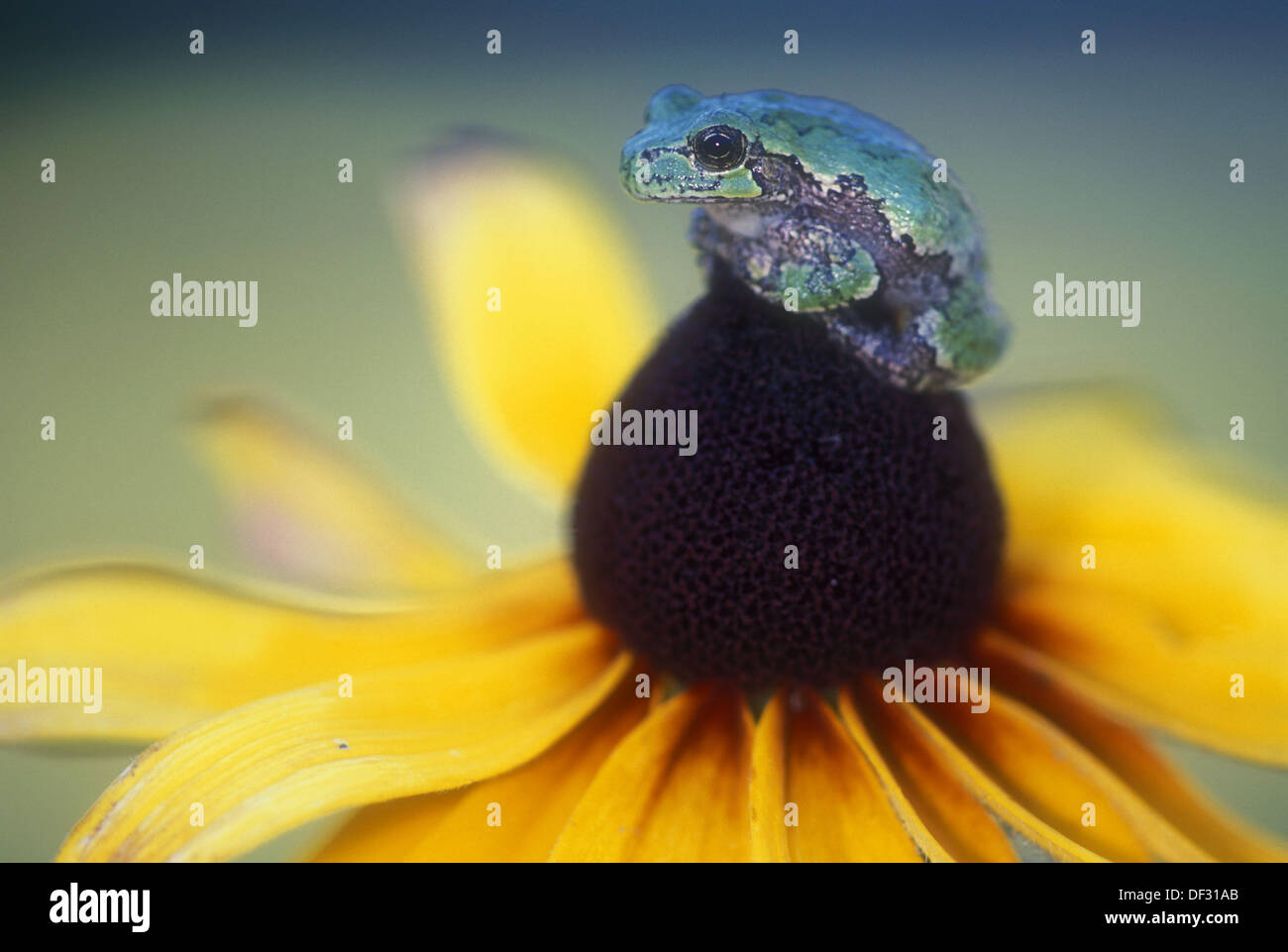 Gray treefrog (Hyla versicolor). Ontario tree frog, green phase, perching on Rudbeckia flower in