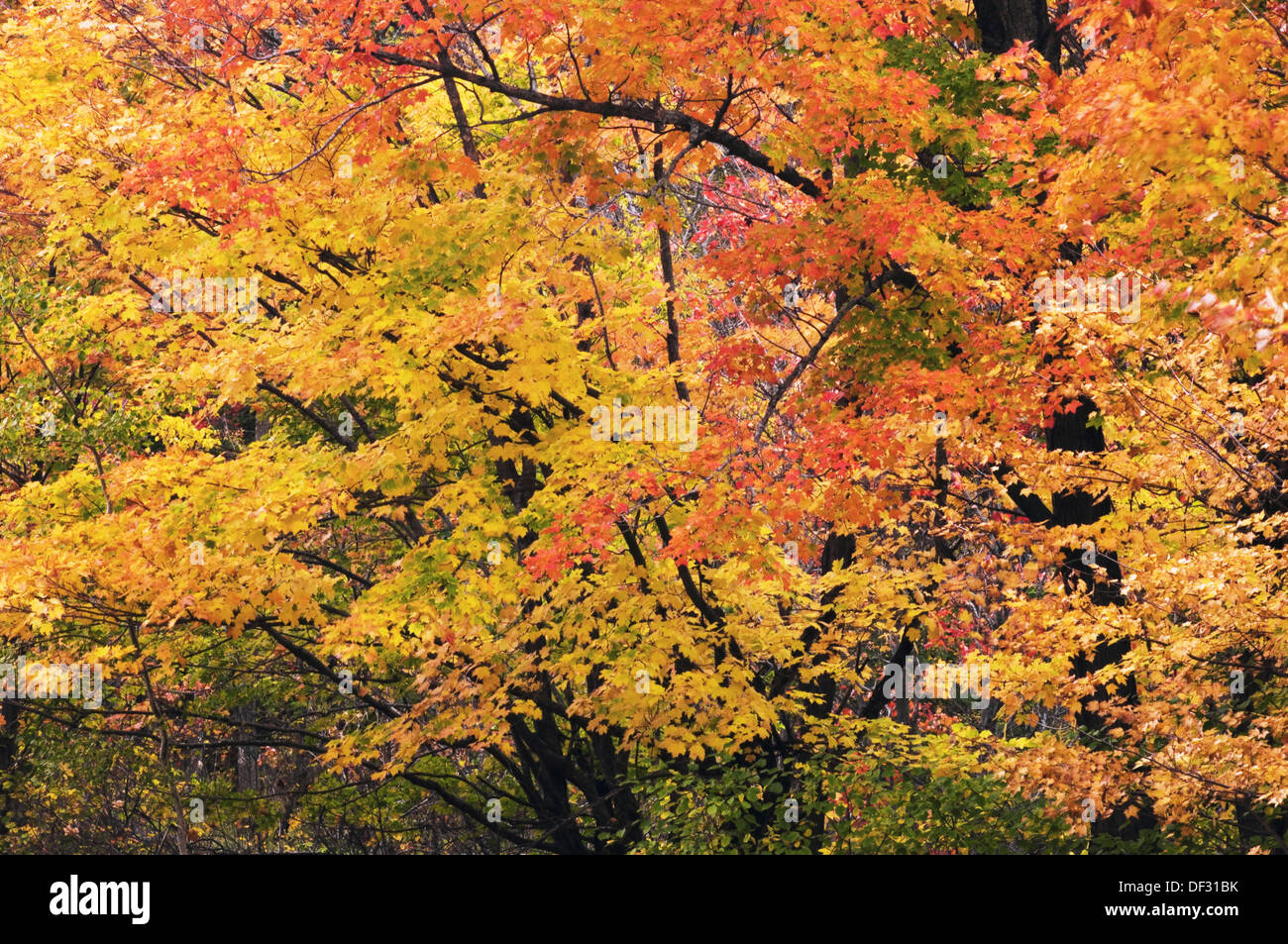 Fall colour in maple trees. Killarney Provincial Park, Ontario, Canada ...