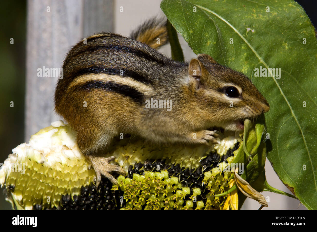 Eastern chipmunk (Tamias striatus). Gathering seeds from garden