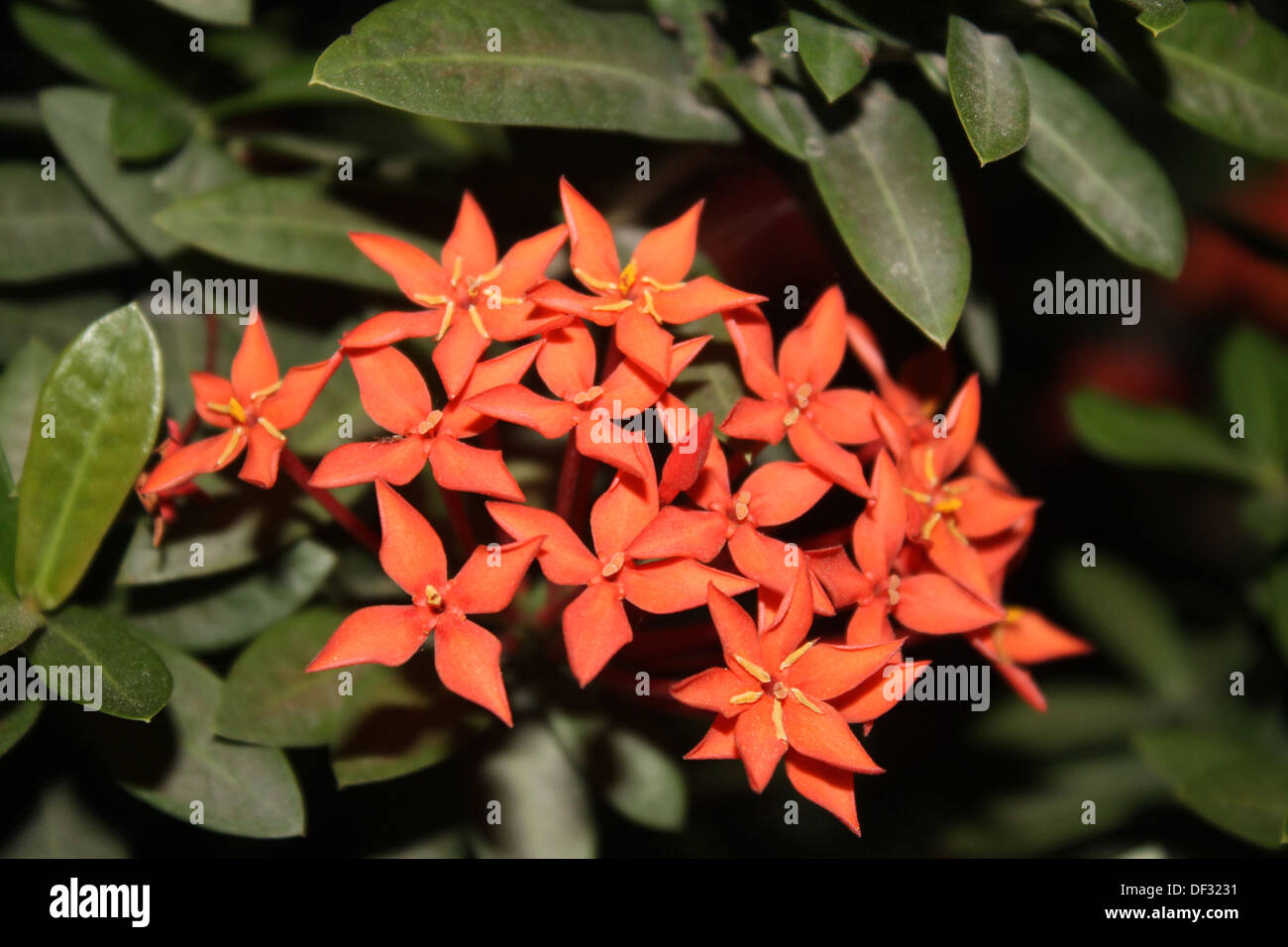 Flowers-Red Ixora coccinea Stock Photo