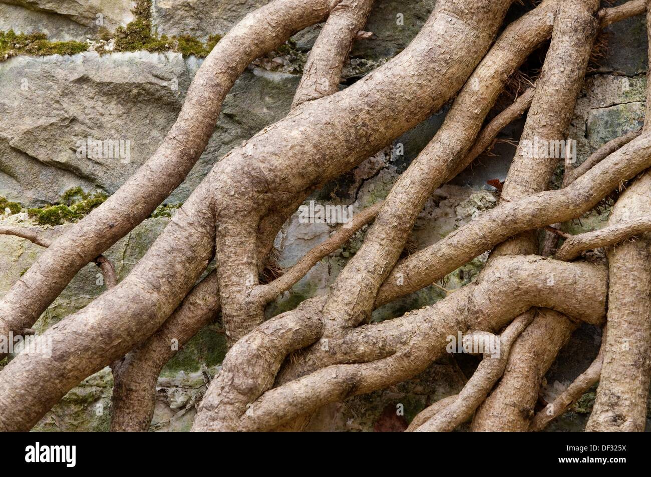 Detail of roots crawling up wall, Moore Hall, County Mayo, Ireland ...