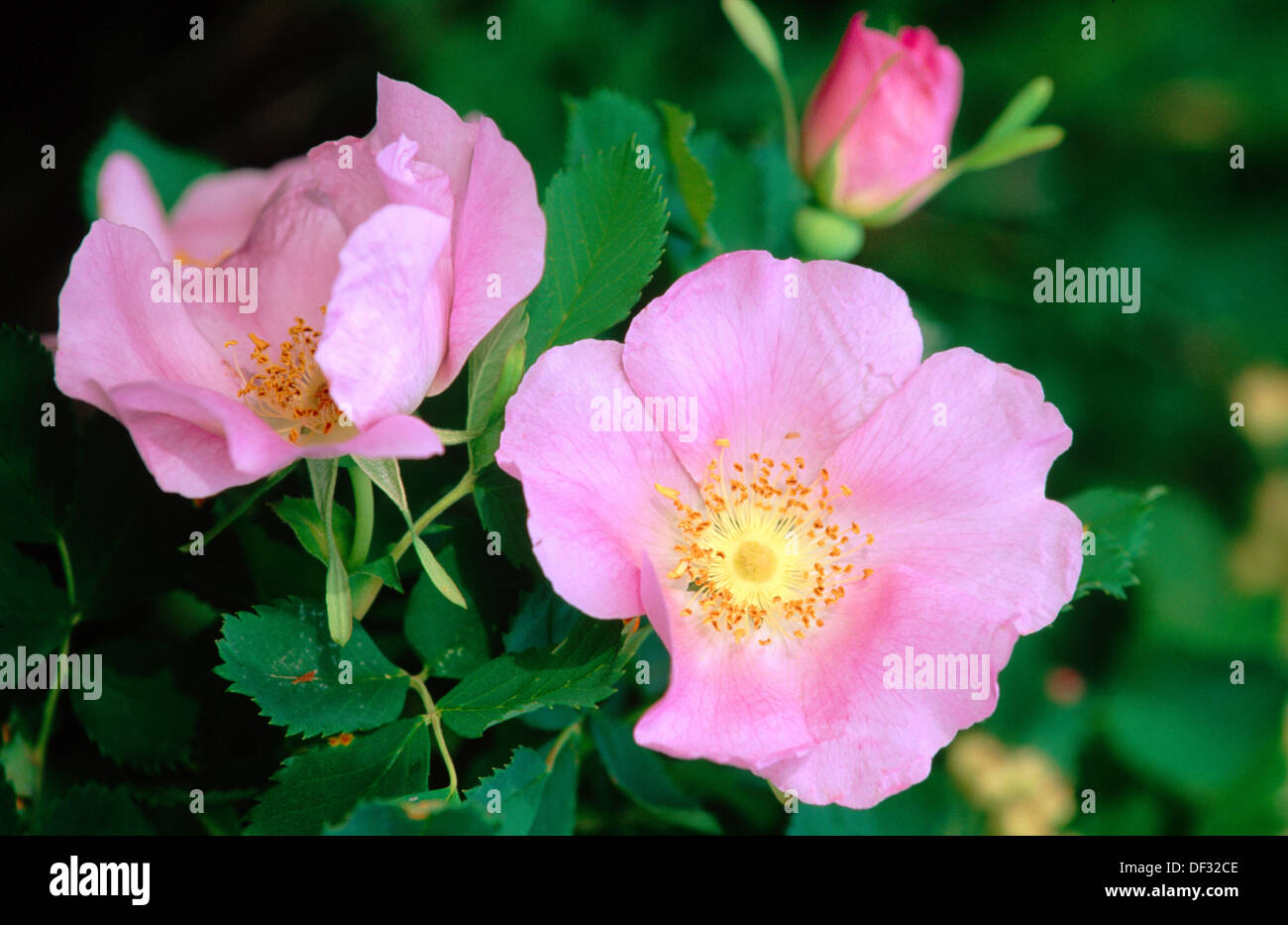 Nootka Rose (Rosa nutkana). Kamiak Butte State Park. Washington. USA ...