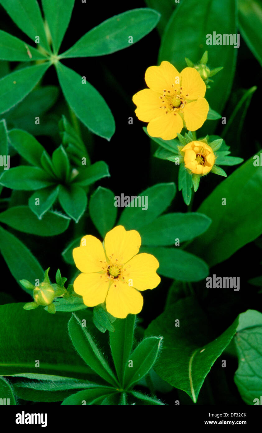 Drummonds hires stock photography and images Alamy