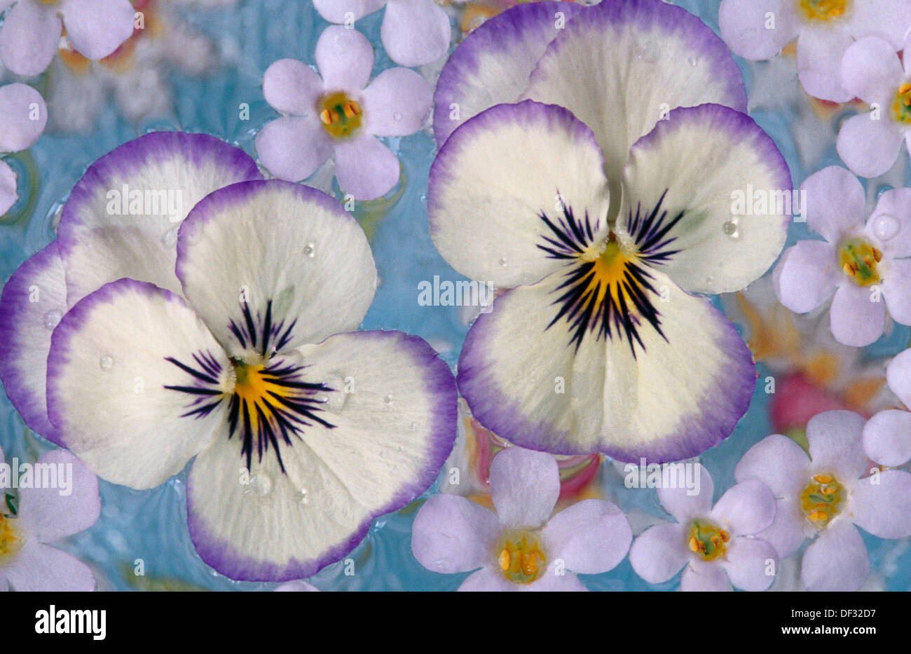 Violas and Bacopa floating on water, Oregon, USA Stock Photo Alamy