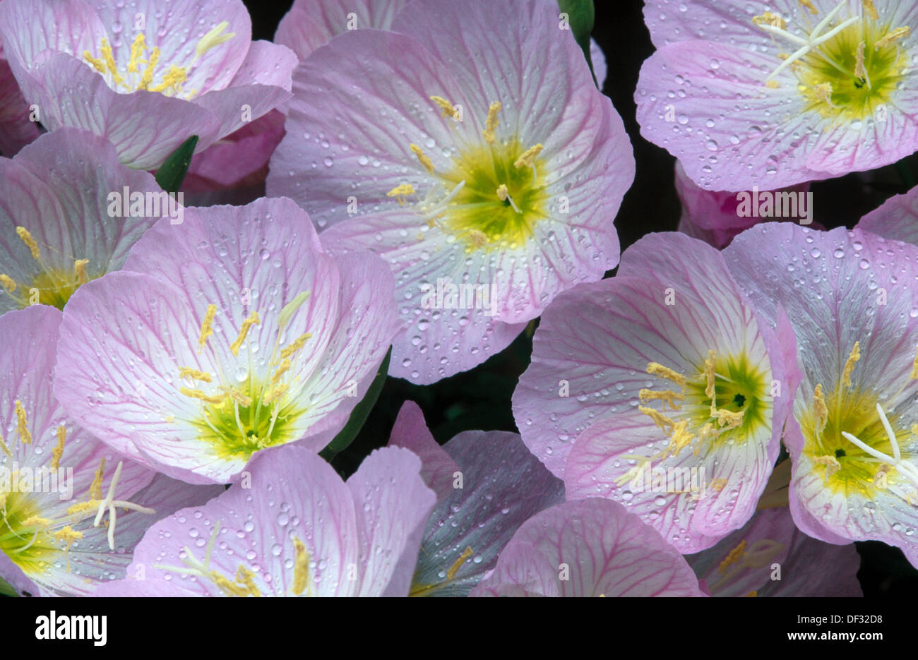 Mexican evening primrose (Oenothera speciosa). Southern Oregon Coast