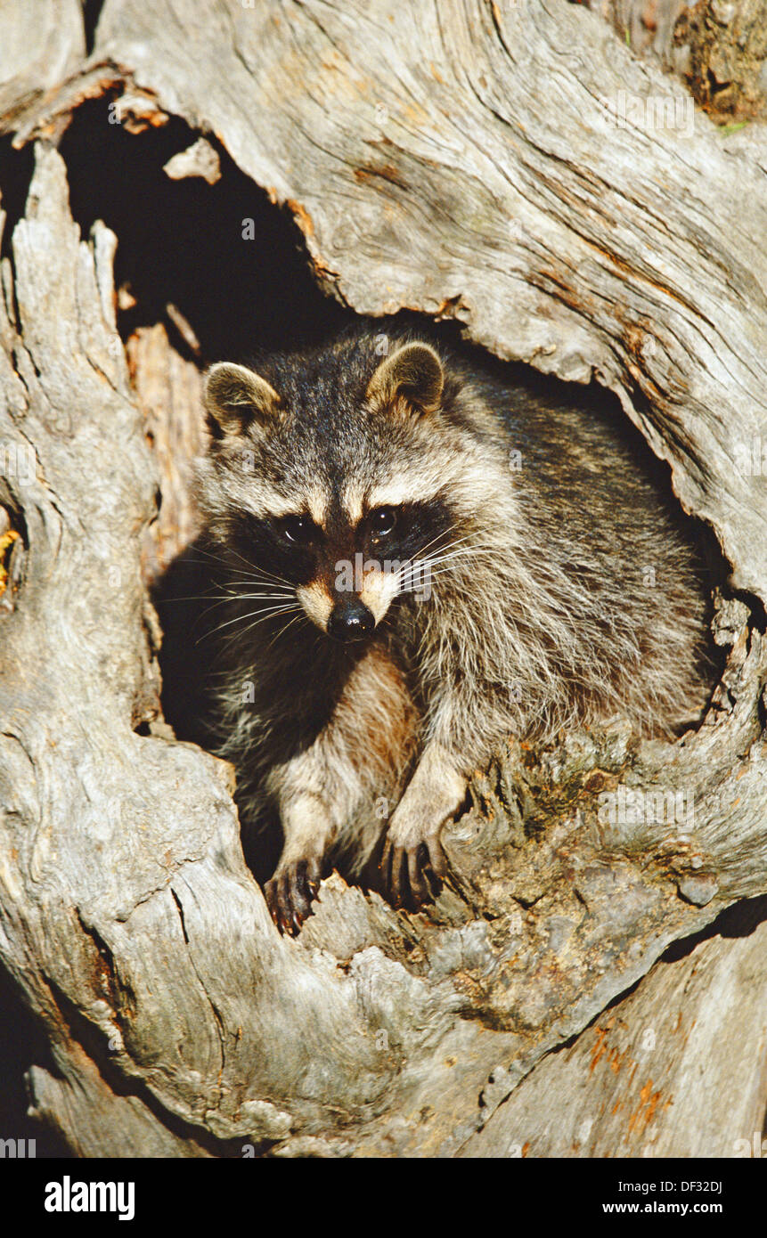 Hollow tree raccoon hires stock photography and images Alamy
