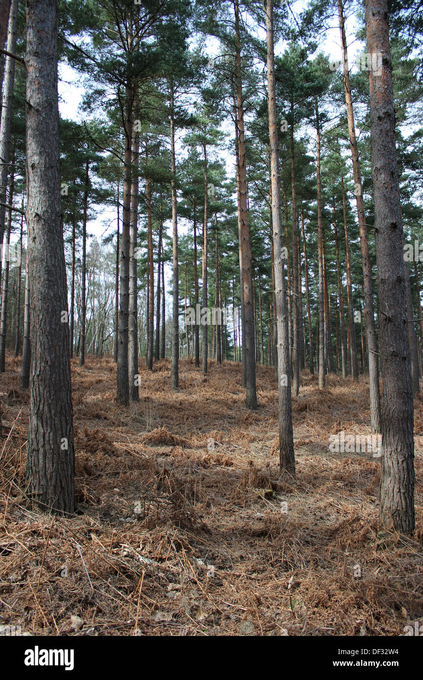 Tall trees Swinley Forest Stock Photo