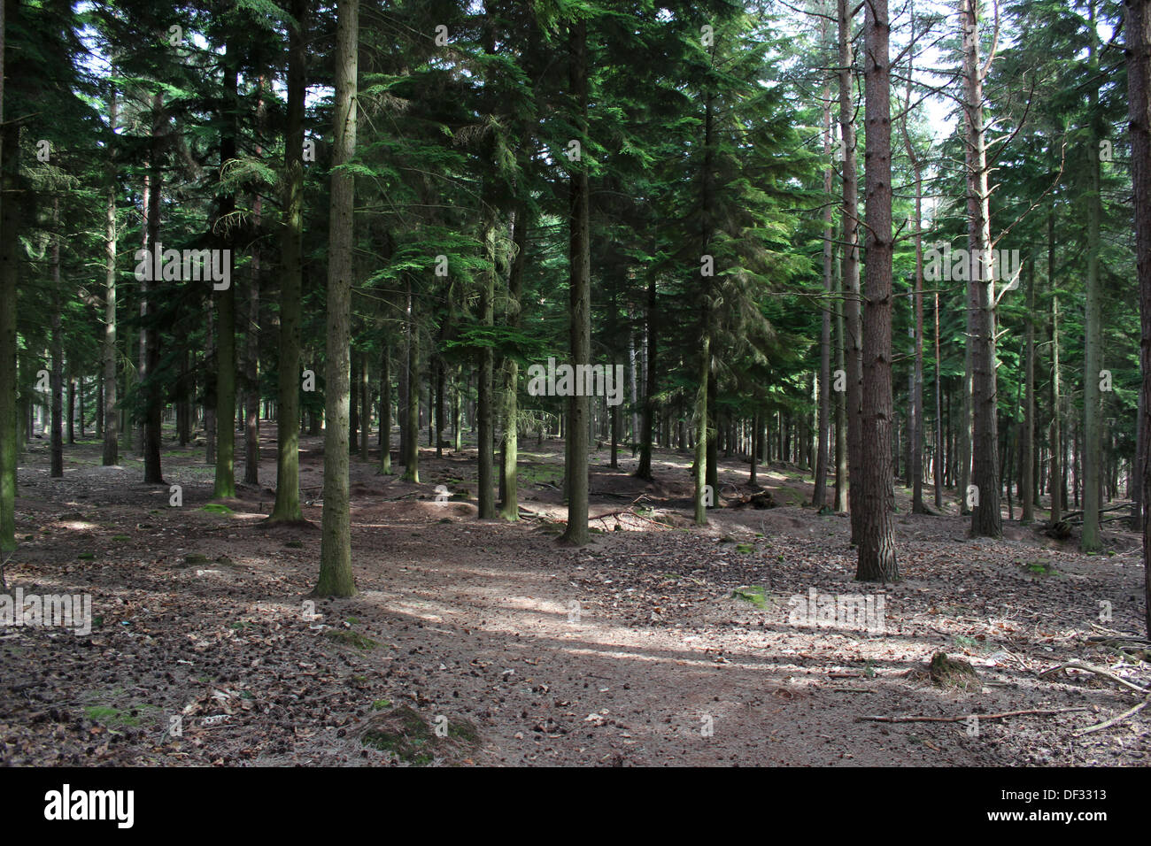 Woodland view Swinley Forest Stock Photo