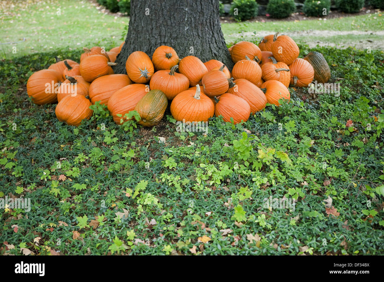 Pumpkins under a tree hires stock photography and images Alamy