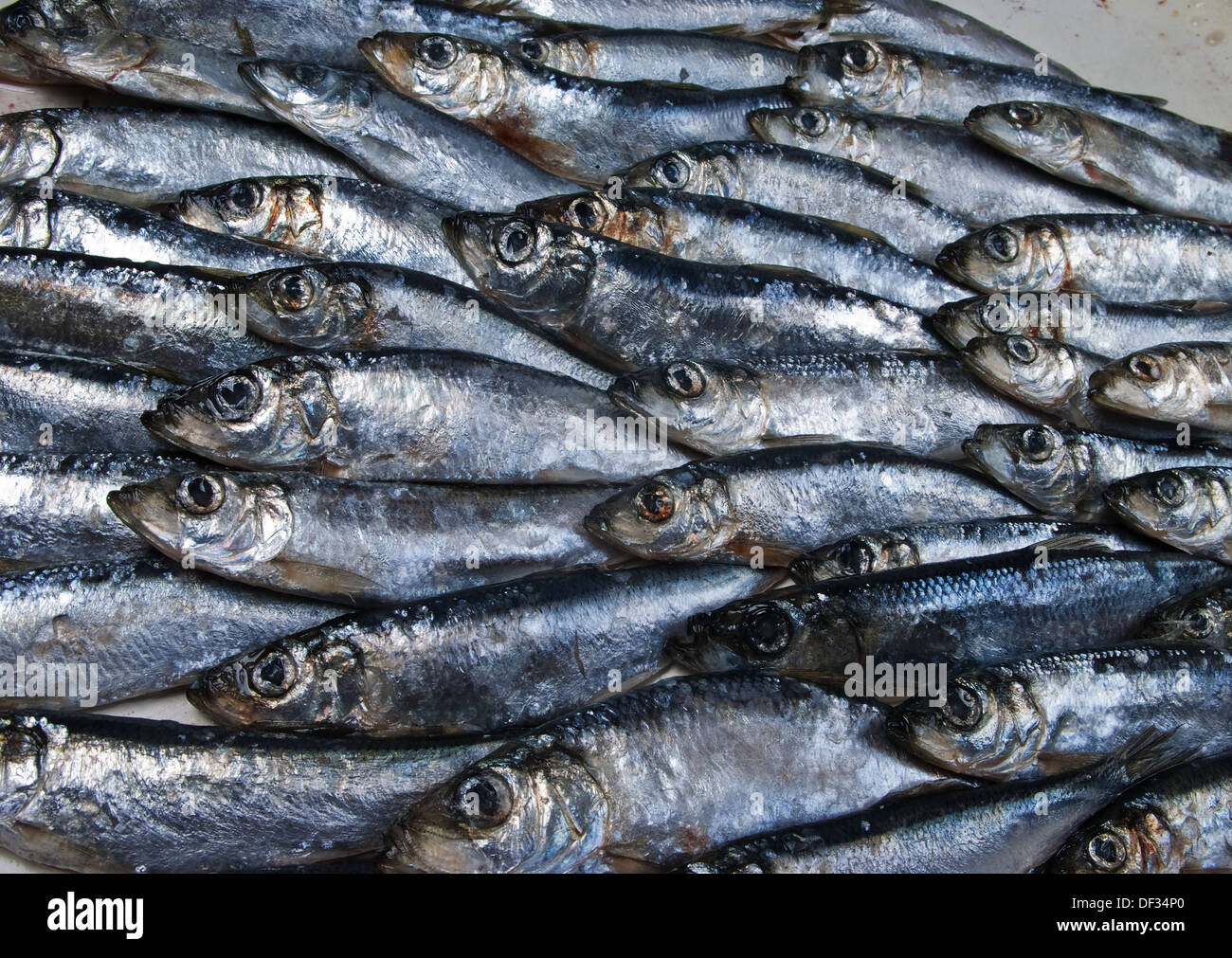 White Sea herring closeup Stock Photo Alamy