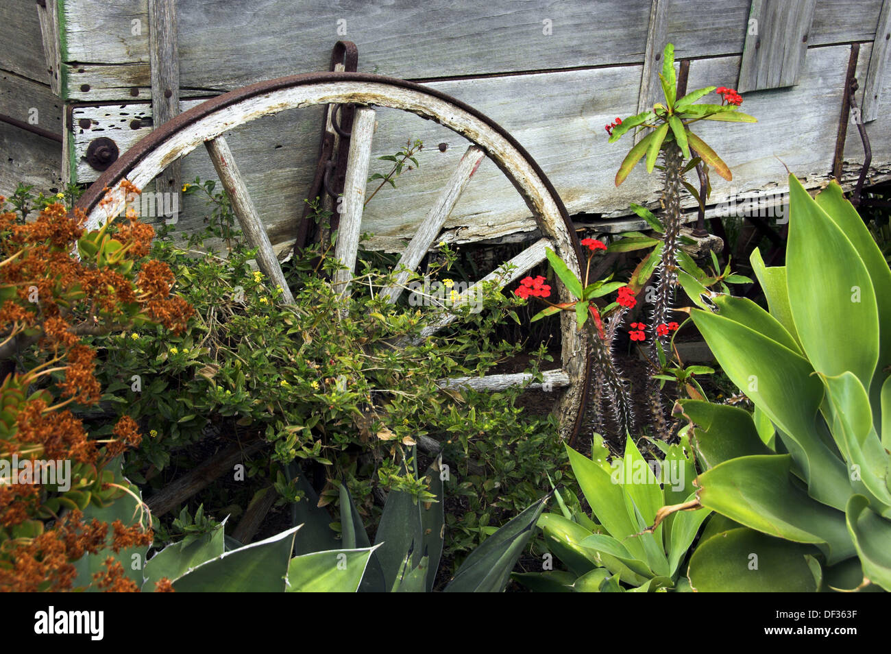 An old wagon wheel with flowers in Old Town San Diego California, USA