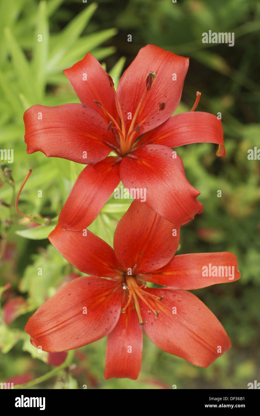 Asiatic Lily High Resolution Stock Photography and Images - Alamy