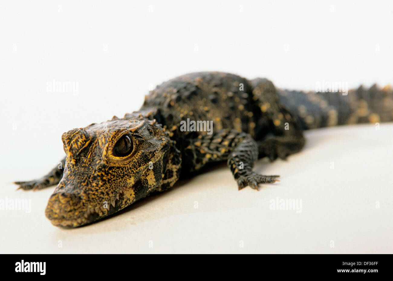 Congo Dwarf Crocodile (Osteolaemus tetraspis osborni Stock Photo Alamy