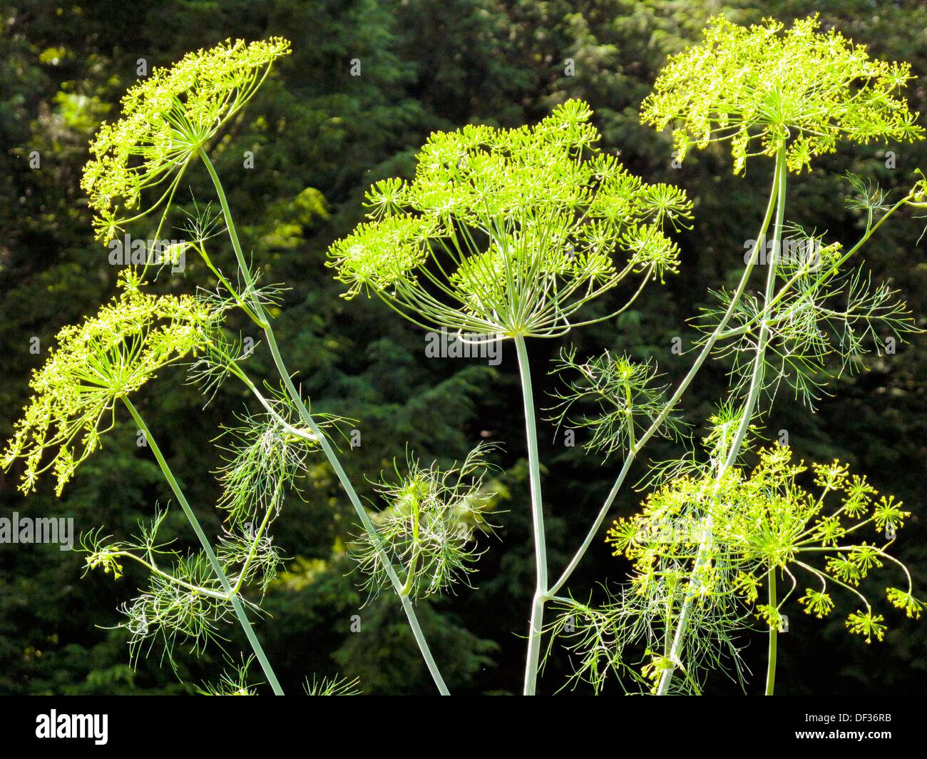 flower heads of dill Stock Photo Alamy