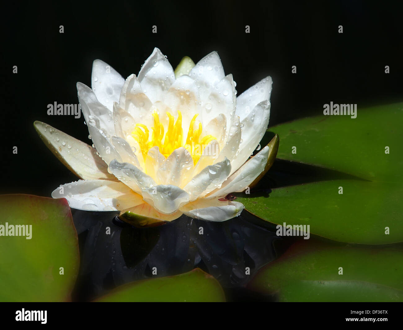 white lily floating on a blue water Stock Photo - Alamy