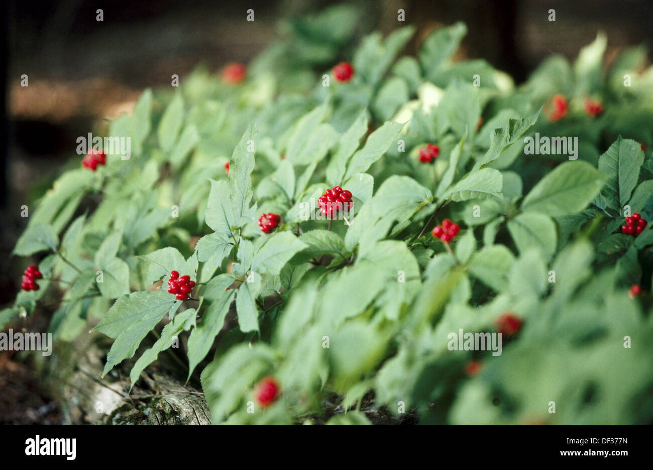 American ginseng hi-res stock photography and images - Alamy