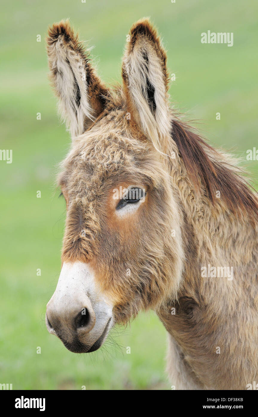 Domestic Donkey (Equus africanus f. asinus). Custer State Park, South
