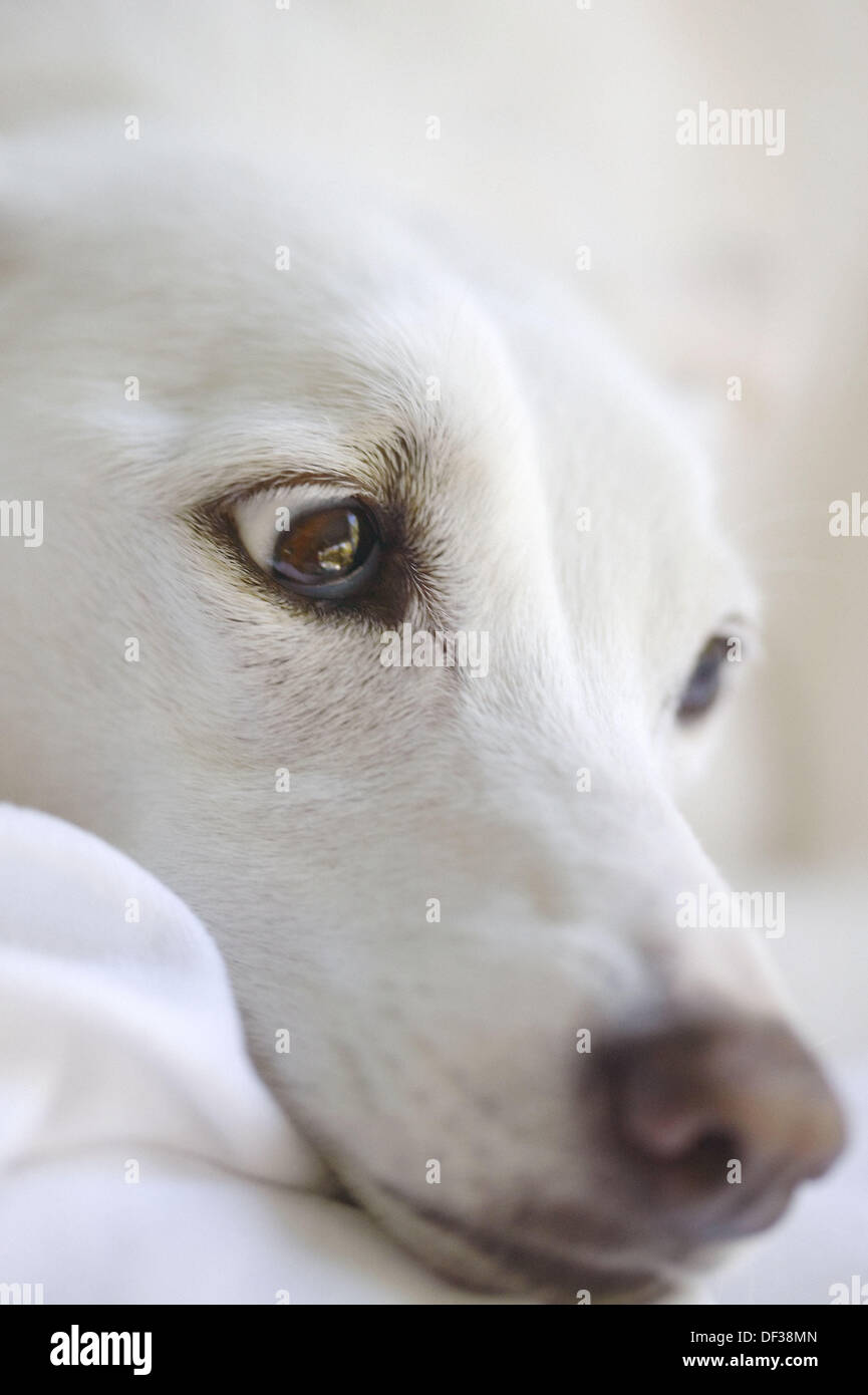 White dog´s face Stock Photo Alamy