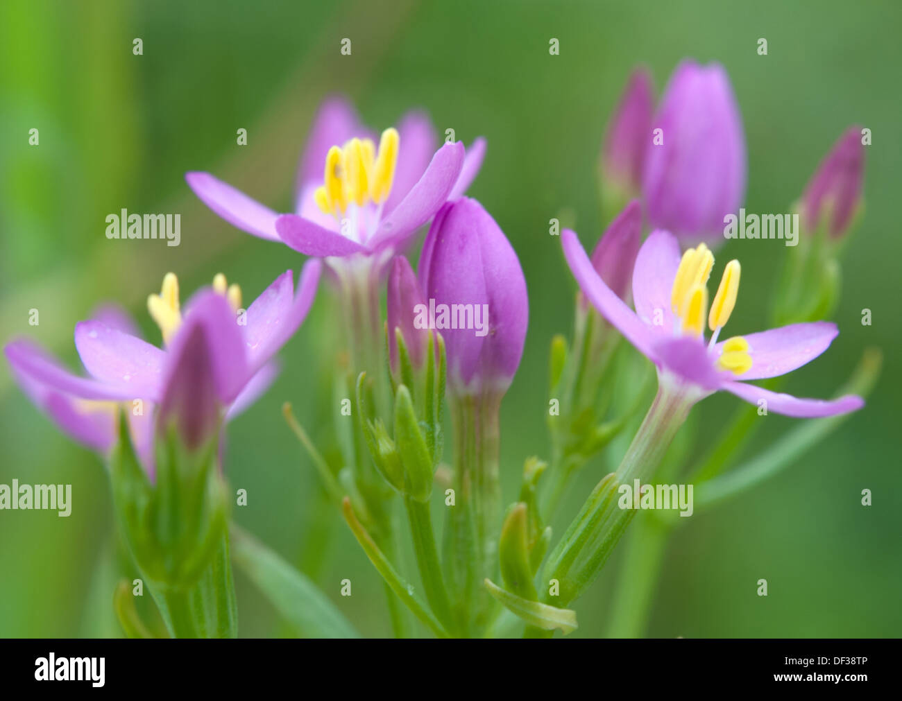 they are herbaceous perennial plants Stock Photo