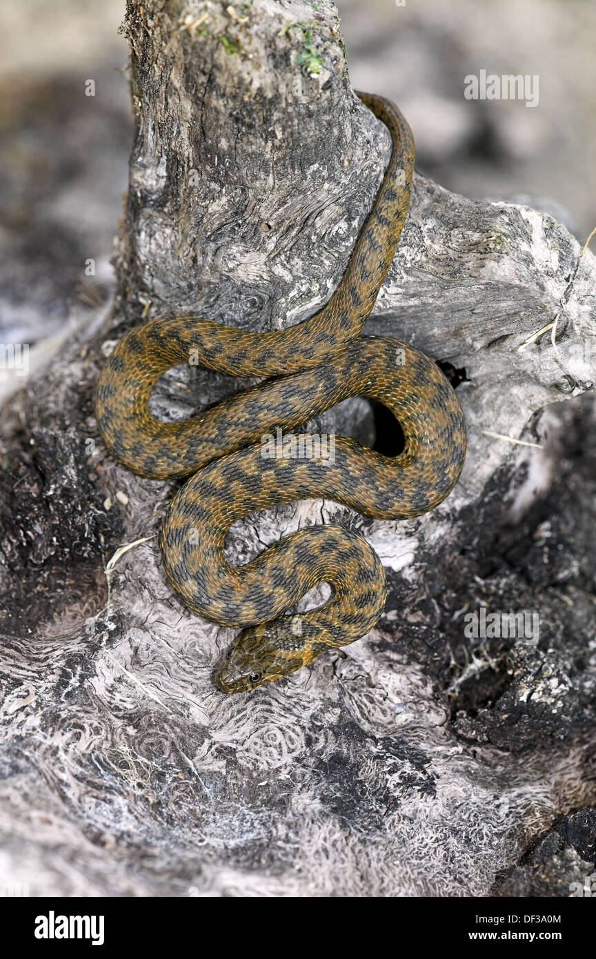 Grass Snake (Natrix natrix Stock Photo Alamy