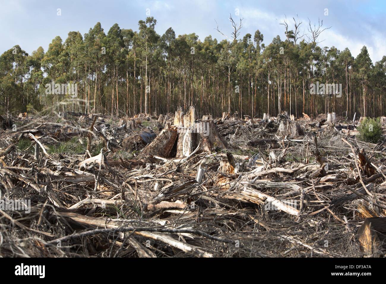 Clear Felling Of Old Growth Forest Near Southport Tasmania Stock Photo   Clear Felling Of Old Growth Forest Near Southport Tasmania Australia DF3A7A 