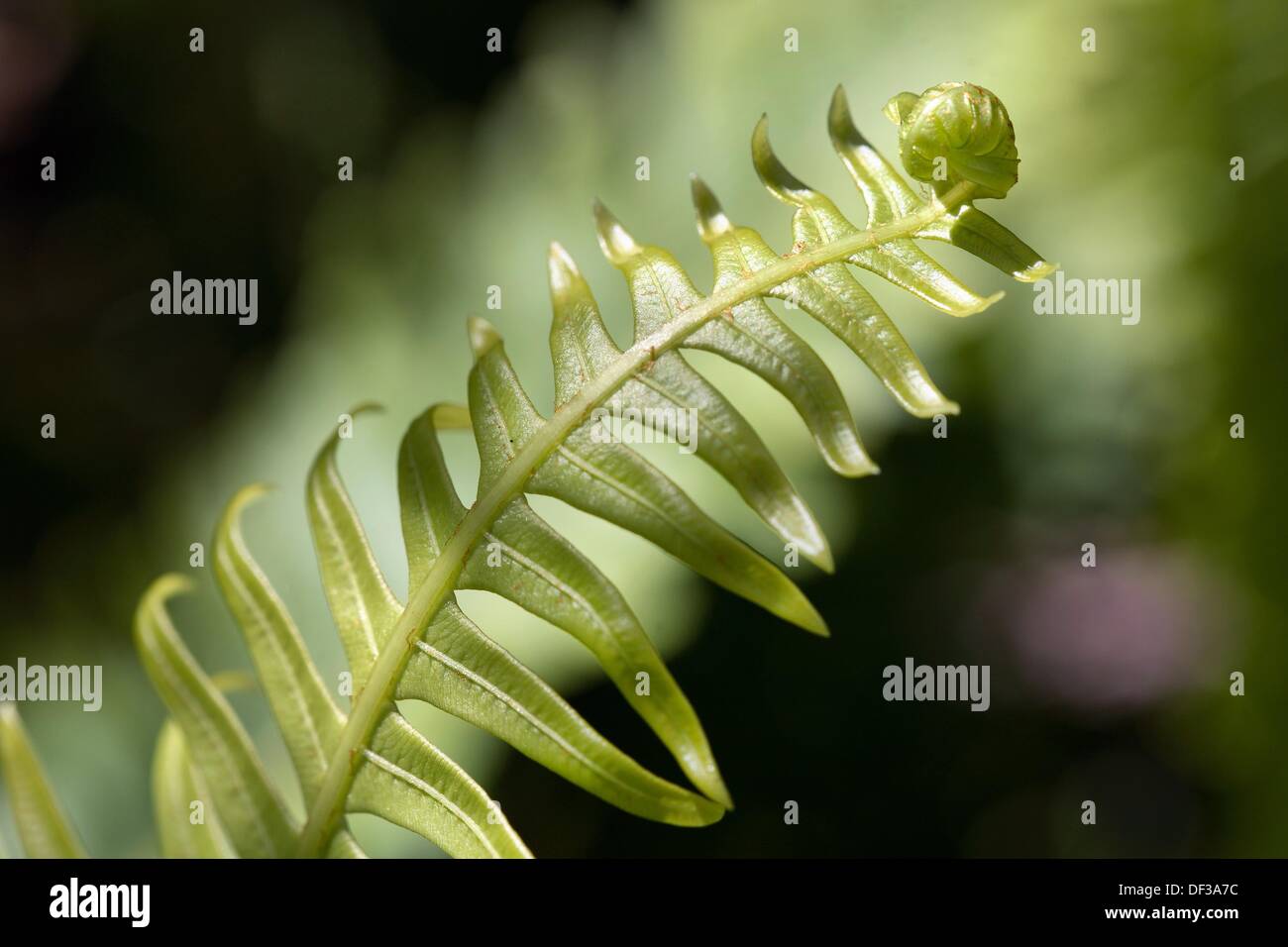Nephrolepis cordifolia hi-res stock photography and images - Alamy