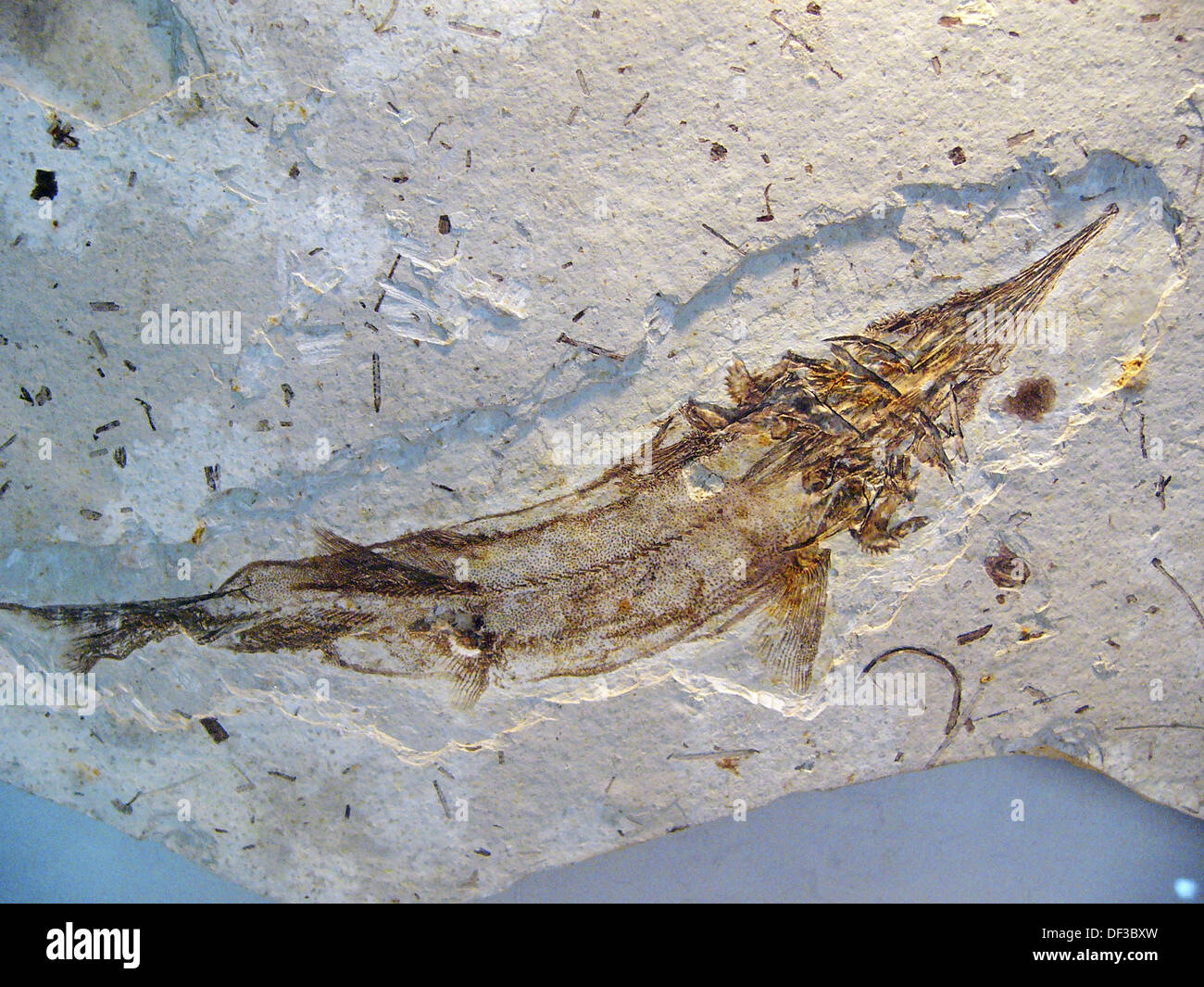 Protopsephurus liui, wellpreserved primitive paddlefish