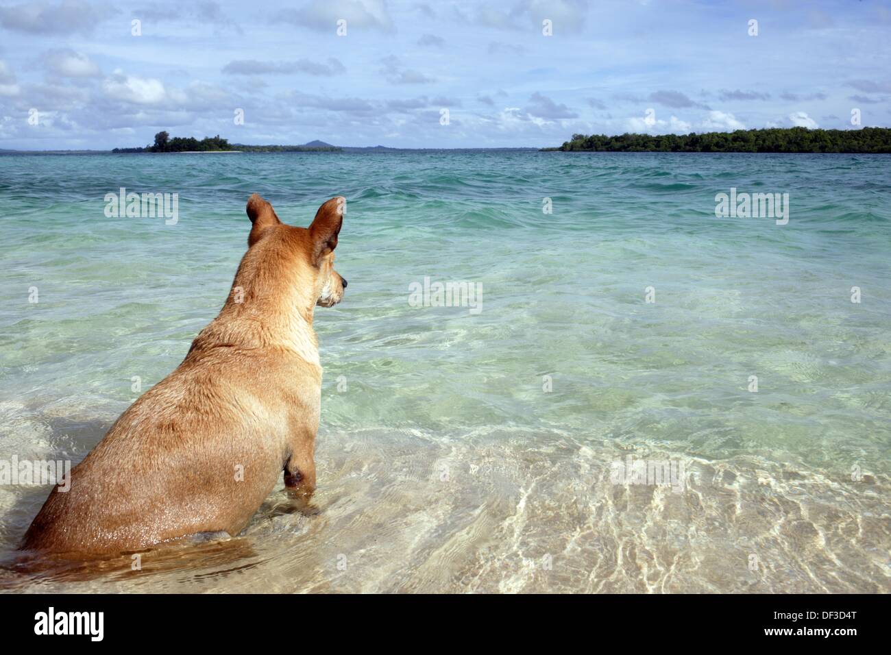 Dog, seen from behind, sitting on the shore and looking out the sea and far  away islands at a sunny day, blue sky, Kavieng, New Stock Photo - Alamy