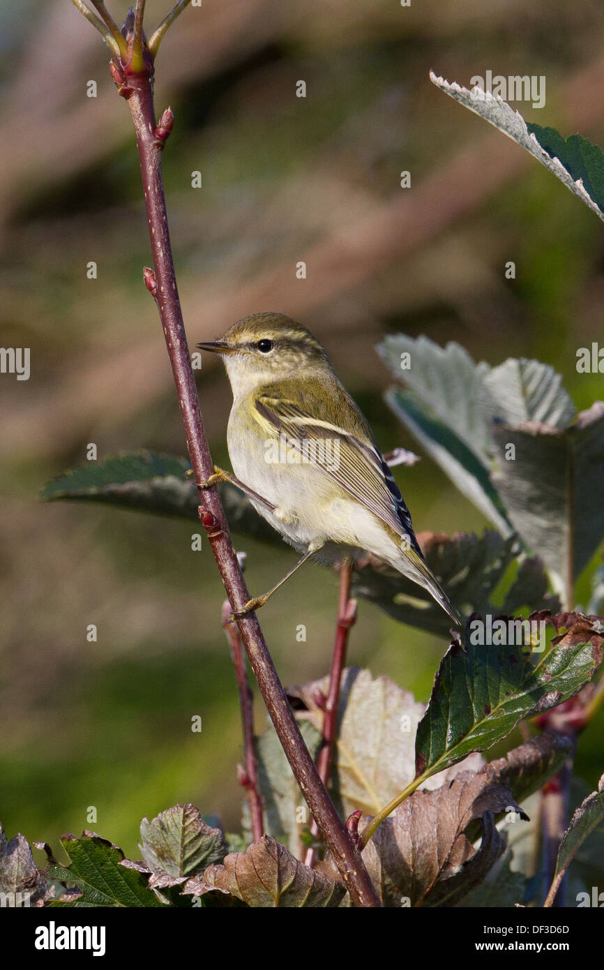 Yellow browed Warbler Phylloscopus Inornatus Shetland Scotland UK Stock yellow-browed-warbler-phylloscopus-inornatus-shetland-scotland-uk-stock