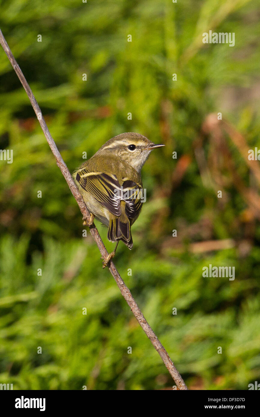 Yellow browed Warbler Phylloscopus Inornatus Shetland Scotland UK Stock yellow-browed-warbler-phylloscopus-inornatus-shetland-scotland-uk-stock