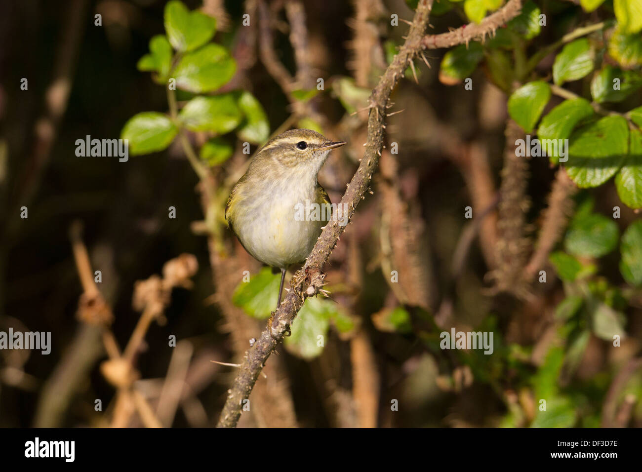 Yellow browed Warbler Phylloscopus Inornatus Shetland Scotland UK Stock yellow-browed-warbler-phylloscopus-inornatus-shetland-scotland-uk-stock
