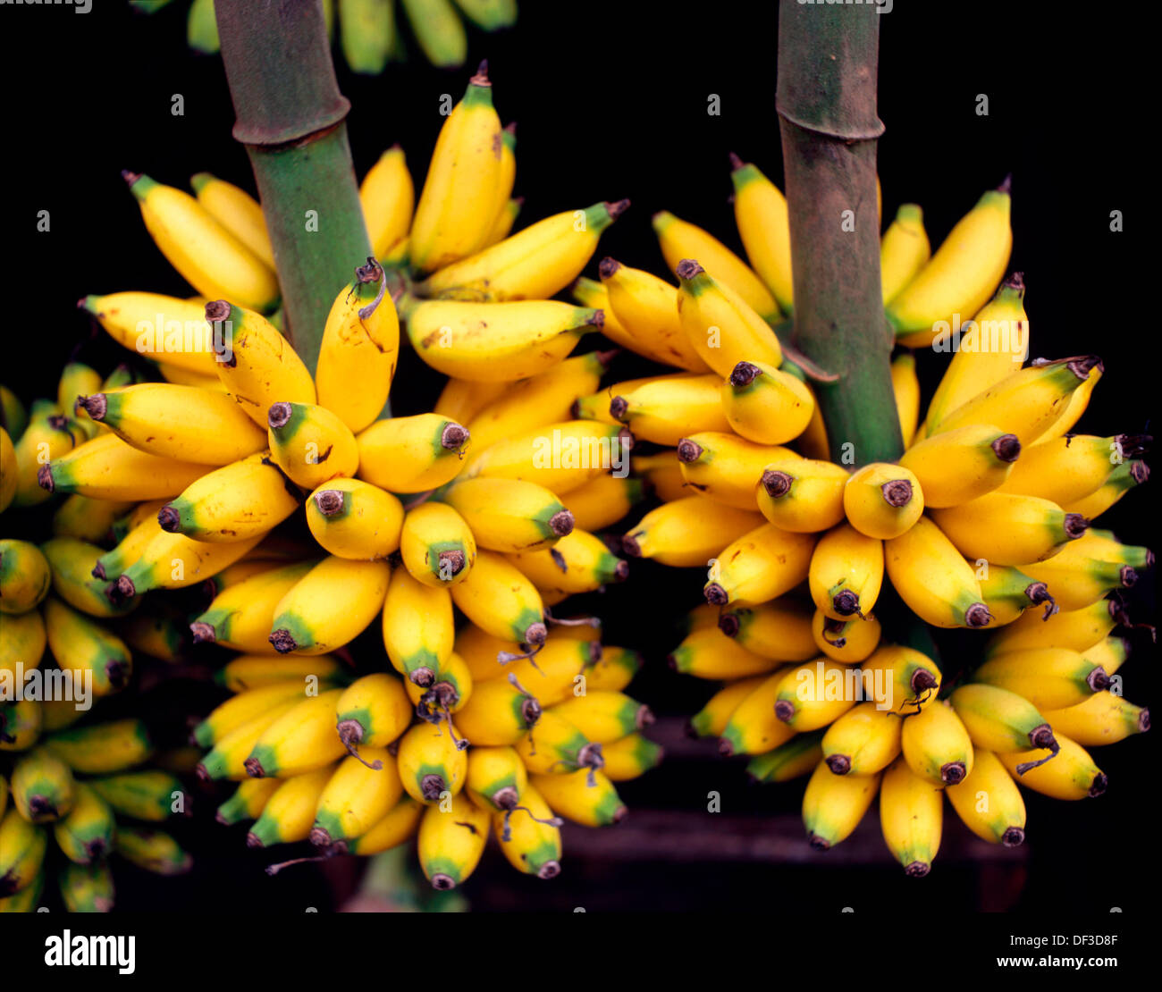 Bananas (Lady finger) in Taman Safari (Safari Park). Java Island