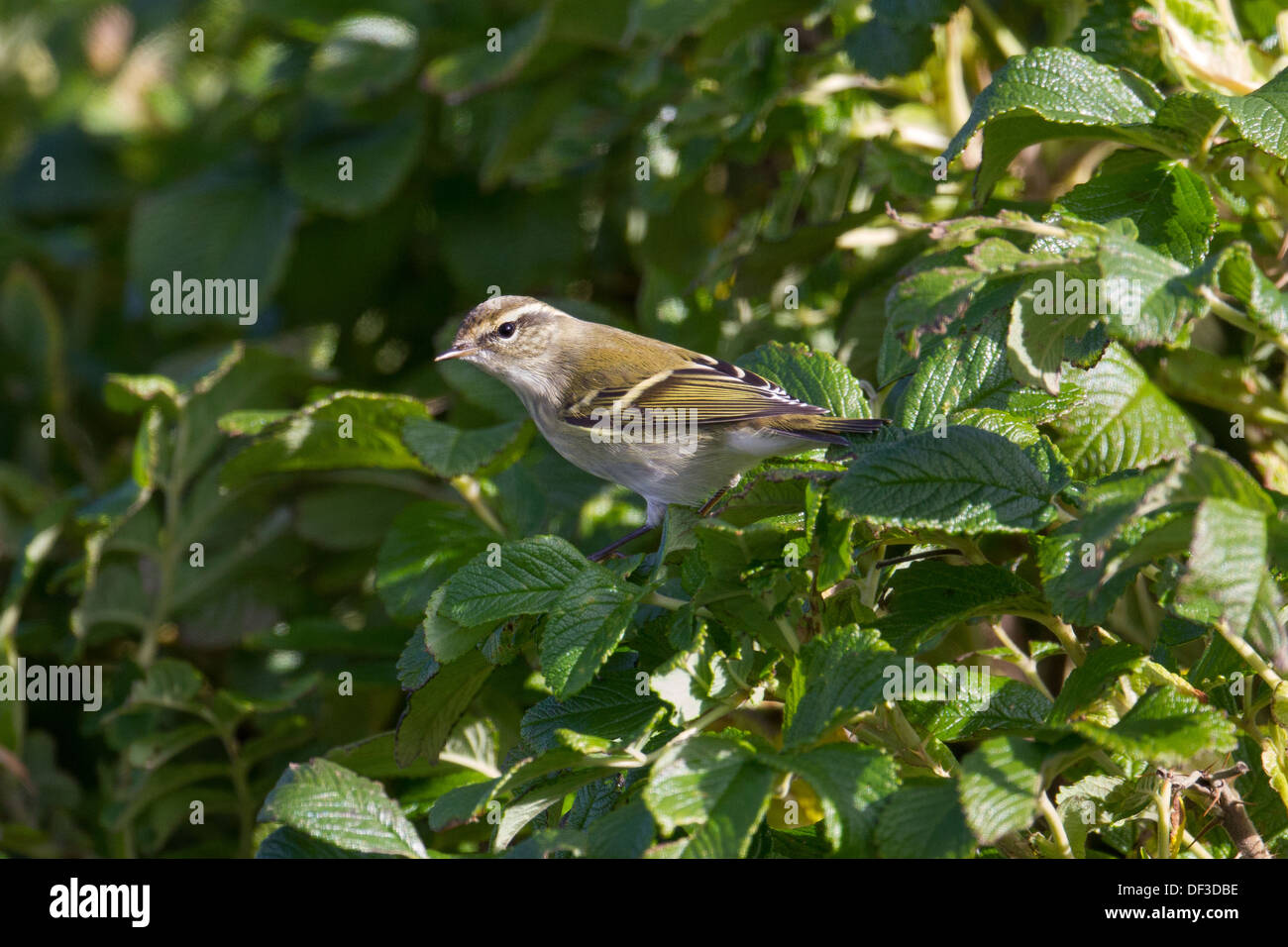 Yellow browed Warbler Phylloscopus Inornatus Shetland Scotland UK Stock yellow-browed-warbler-phylloscopus-inornatus-shetland-scotland-uk-stock