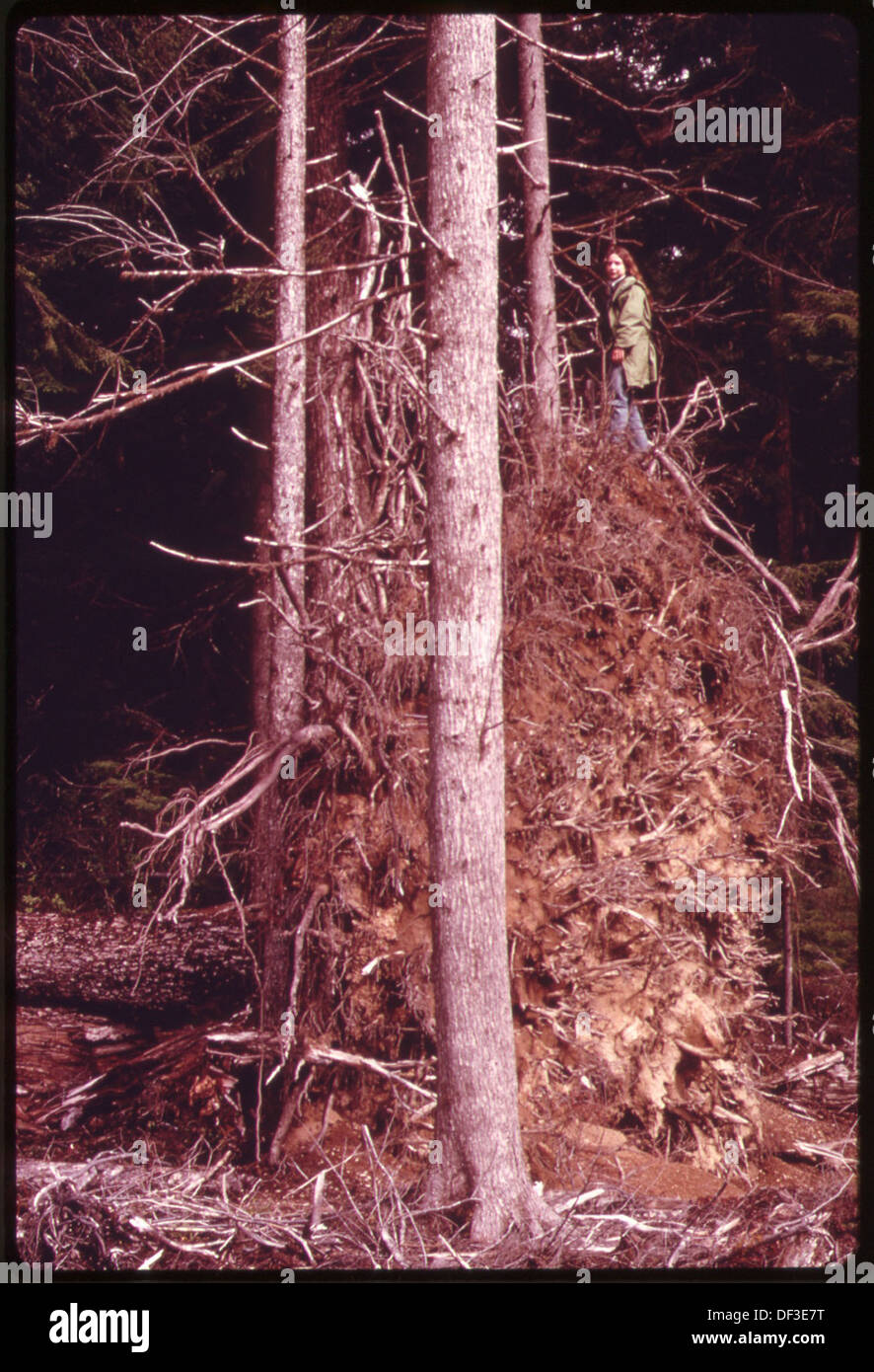 A SITKA SPRUCE TREE, APPROXIMATELY 200 FEET TALL, BLOWN DOWN THE TRUNK'S DIAMETER MEASURED THREE FEET AT THREE FEET... 555152 Portrait Stock Photo